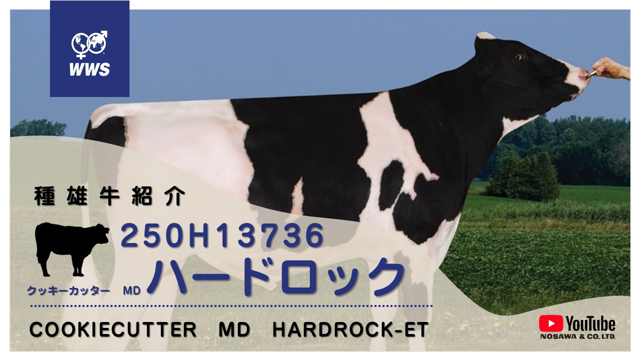 250H13736 ハードロック 種雄牛紹介動画をYouTubeにアップしました